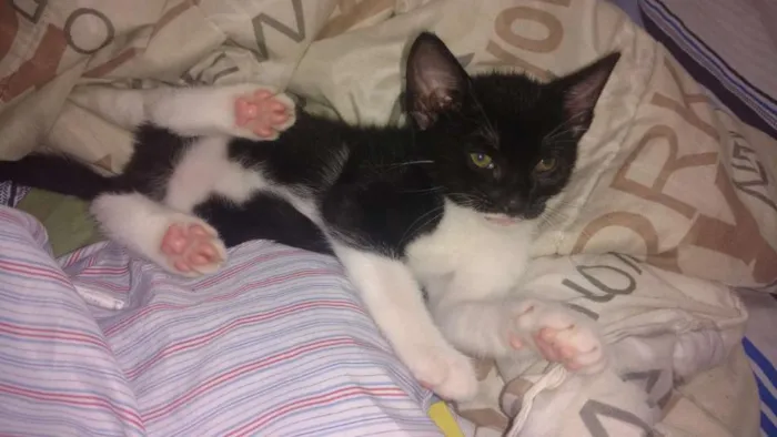 Gato raça  idade Abaixo de 2 meses nome Sem Nome