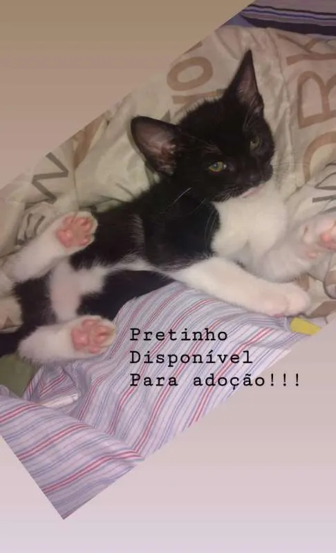 Gato raça  idade Abaixo de 2 meses nome Sem Nome