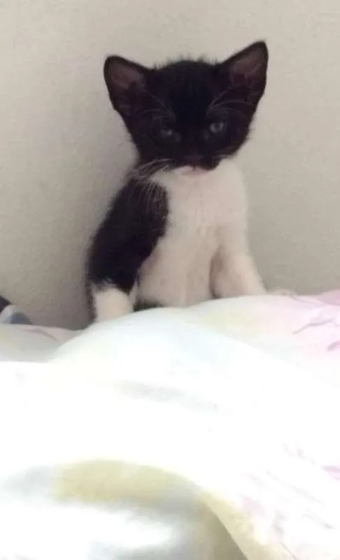 Gato raça  idade Abaixo de 2 meses nome Sem Nome