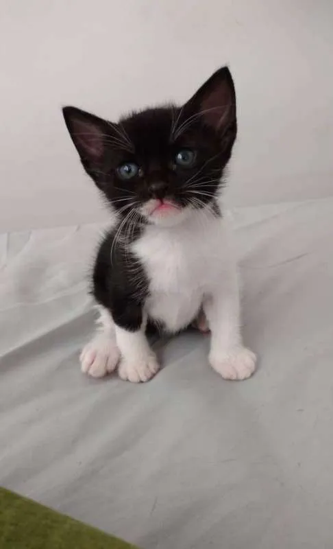 Gato raça  idade Abaixo de 2 meses nome Sem Nome