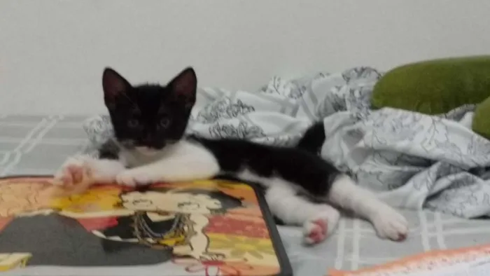 Gato raça  idade Abaixo de 2 meses nome Sem Nome
