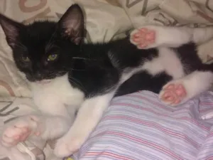 Gato raça  idade Abaixo de 2 meses nome Sem Nome