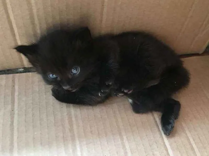 Gato ra a Vira Lata idade Abaixo de 2 meses nome Batman