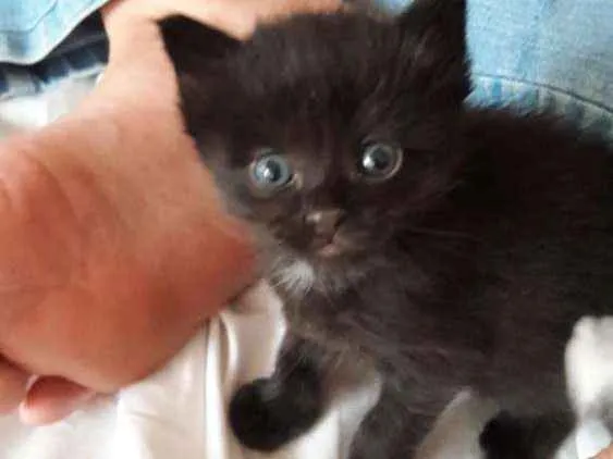 Gato ra a Vira Lata idade Abaixo de 2 meses nome Batman