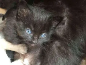 Gato raça Vira Lata idade Abaixo de 2 meses nome Batgirl