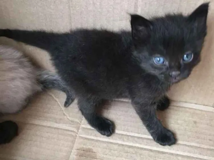 Gato ra a Vira Lata idade Abaixo de 2 meses nome Batgirl
