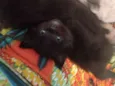 Batgirl