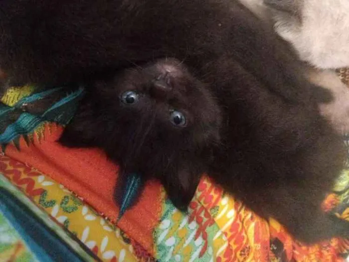 Gato ra a Vira Lata idade Abaixo de 2 meses nome Batgirl