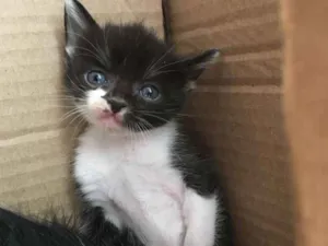 Gato raça Vira Lata idade Abaixo de 2 meses nome Agnes