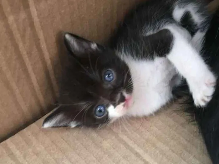 Gato ra a Vira Lata idade Abaixo de 2 meses nome Agnes