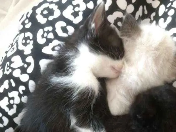 Gato ra a Vira Lata idade Abaixo de 2 meses nome Agnes