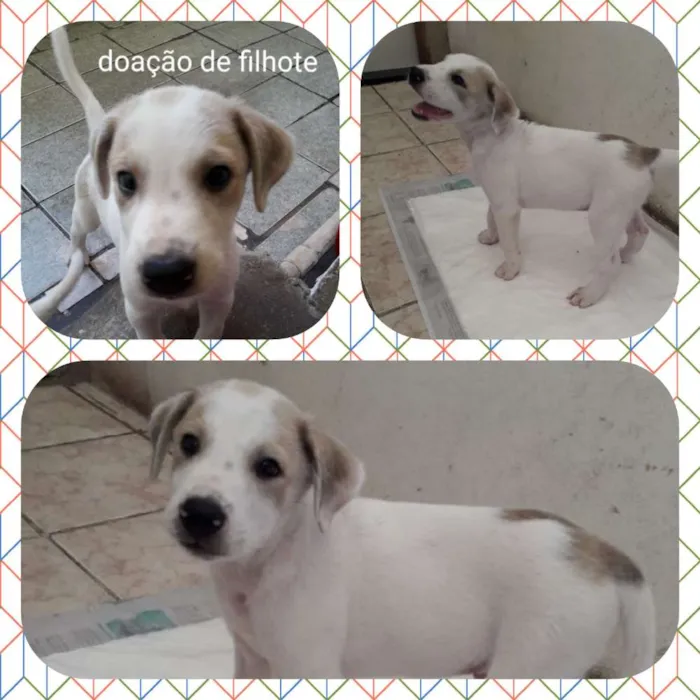 Cachorro raça NI idade 2 a 6 meses nome Zezinho