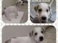 Zezinho