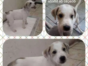 Cachorro raça NI idade 2 a 6 meses nome Zezinho