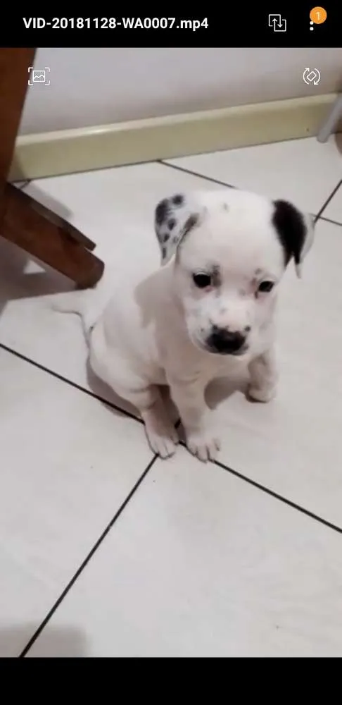 Cachorro raça NI idade 2 a 6 meses nome Bolota