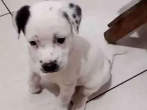 Cachorro raça NI idade 2 a 6 meses nome Bolota