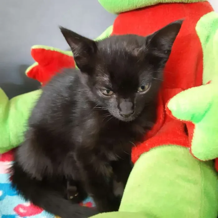 Gato ra a  idade 2 a 6 meses nome Salem