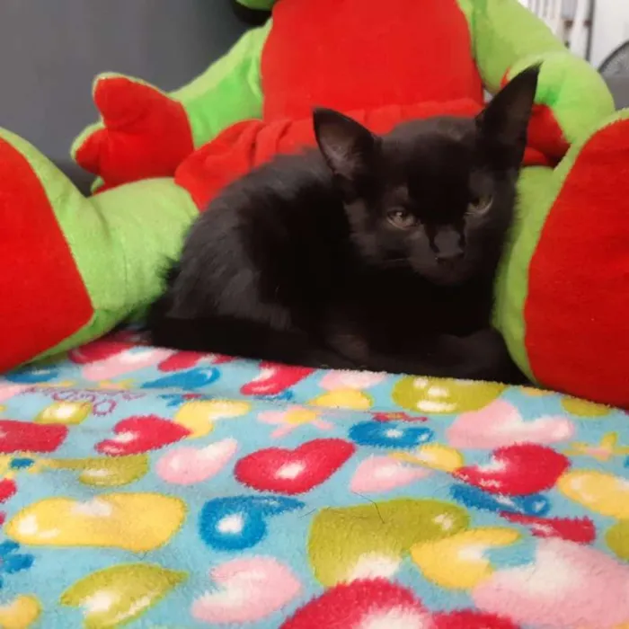 Gato ra a  idade 2 a 6 meses nome Salem