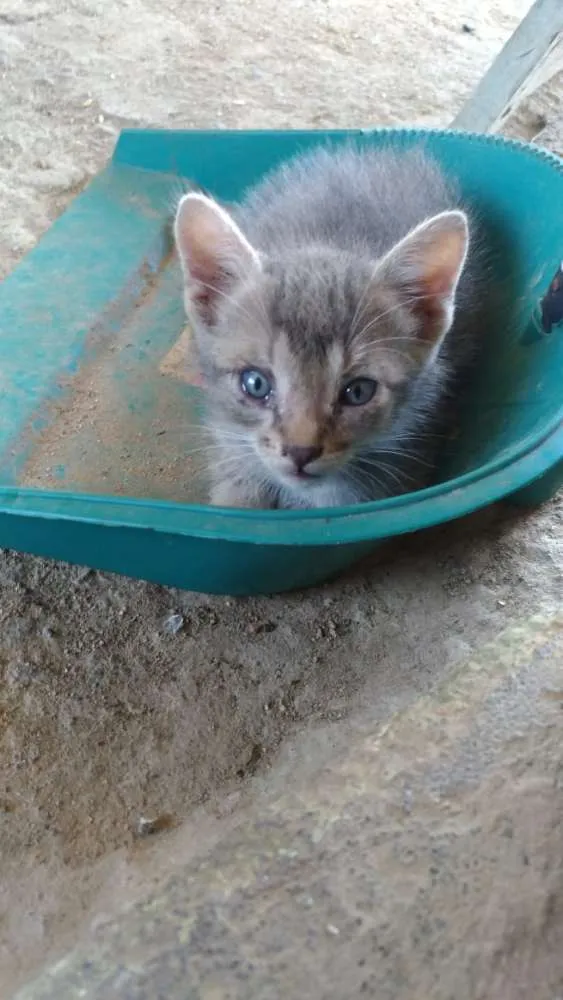 Gato ra a Viralata idade 2 a 6 meses nome Ainda não possui 