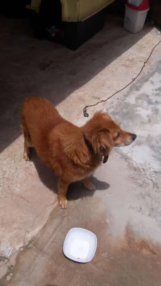 Cachorro ra a Mestiço de Golden Retriver idade 6 ou mais anos nome Taison