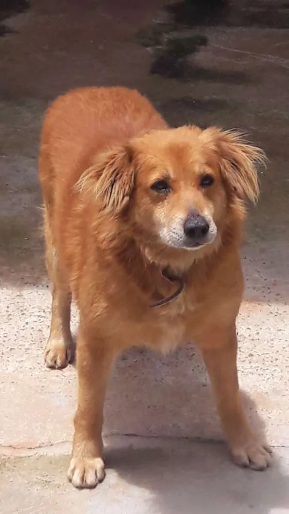 Cachorro ra a Mestiço de Golden Retriver idade 6 ou mais anos nome Taison