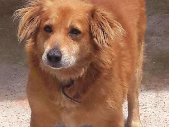 Cachorro ra a Mestiço de Golden Retriver idade 6 ou mais anos nome Taison