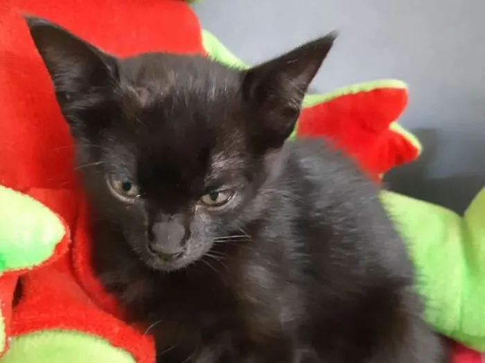 Gato ra a  idade 2 a 6 meses nome Salem