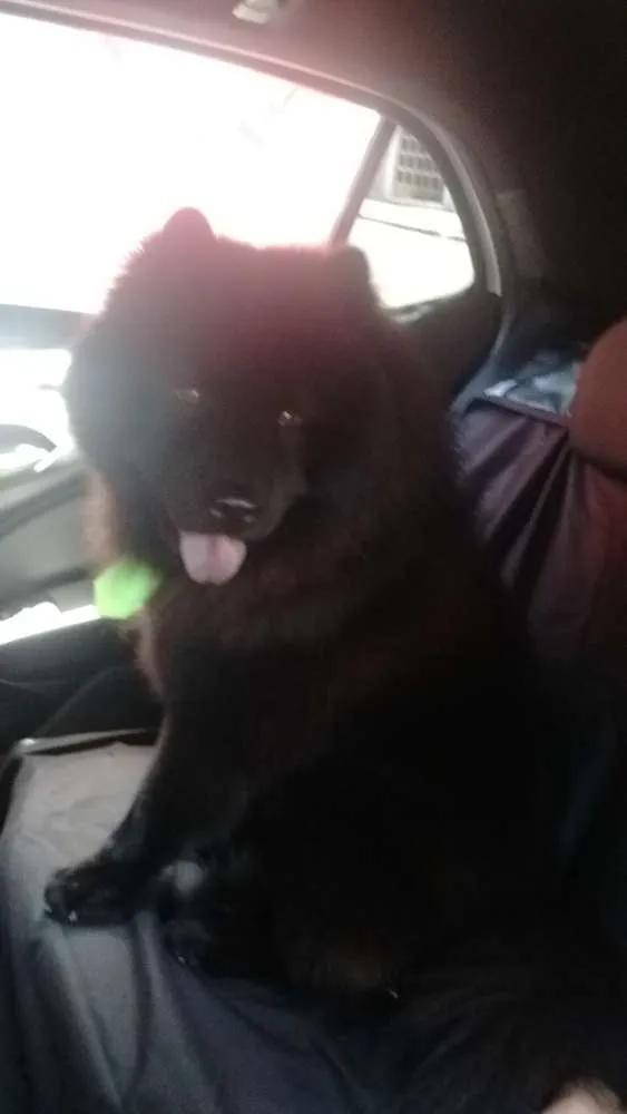 Cachorro ra a Chow chow idade 3 anos nome Zeus