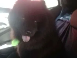 Cachorro raça Chow chow idade 3 anos nome Zeus