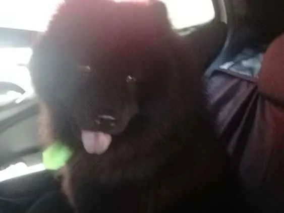 Cachorro ra a Chow chow idade 3 anos nome Zeus