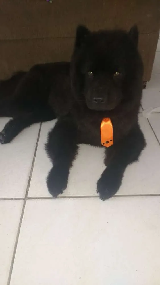 Cachorro ra a Chow chow idade 3 anos nome Zeus