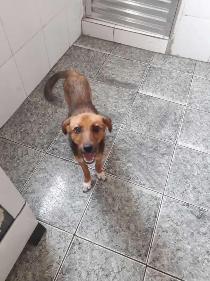 Cachorro ra a Vira lata idade 2 a 6 meses nome Xiva