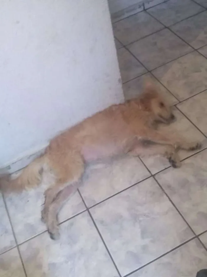 Cachorro ra a SRD idade 1 ano nome Ursula