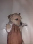 Toddy