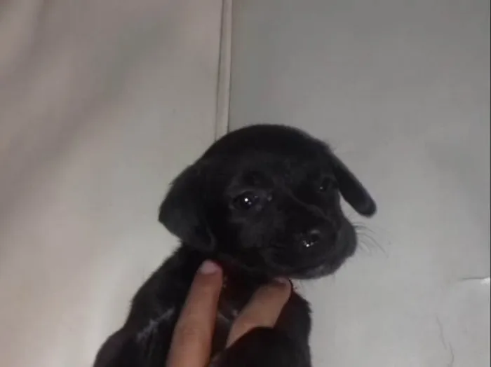 Cachorro ra a Indefinida idade Abaixo de 2 meses nome Toddy