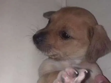 Cachorro ra a Indefinida idade Abaixo de 2 meses nome Toddy