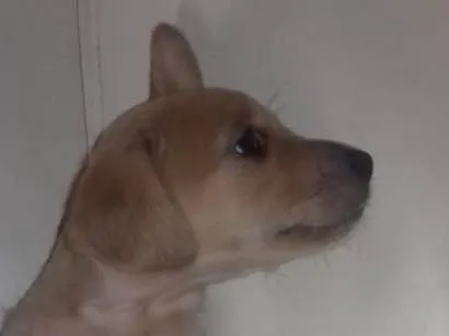 Cachorro ra a Indefinida idade Abaixo de 2 meses nome Toddy