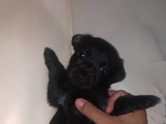 Cachorro ra a Indefinida idade Abaixo de 2 meses nome Toddy