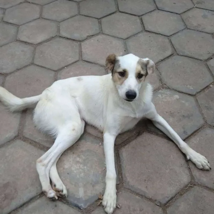 Cachorro ra a SRD idade 2 anos nome Príncipe