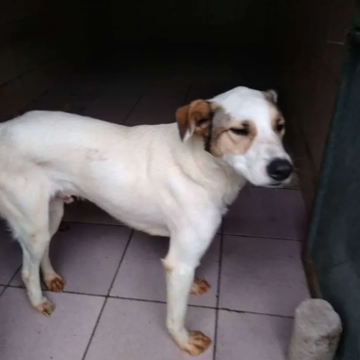 Cachorro ra a SRD idade 2 anos nome Príncipe
