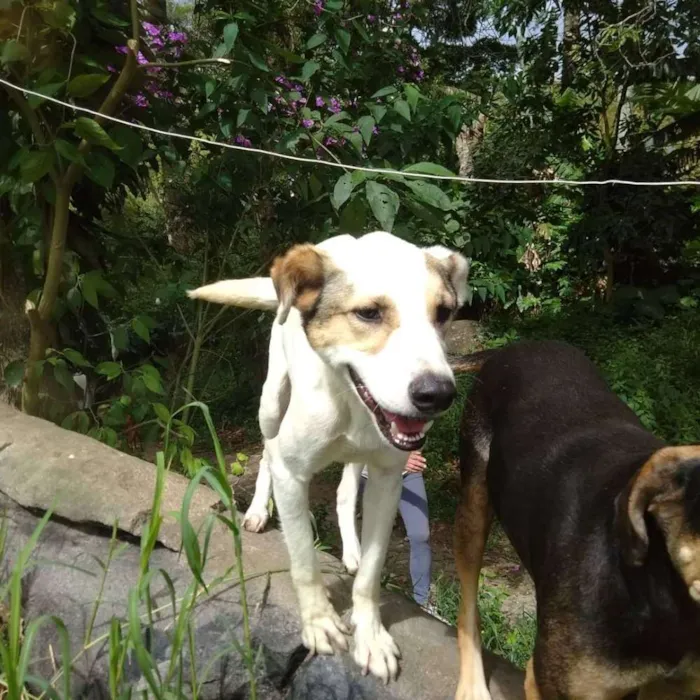 Cachorro ra a SRD idade 2 anos nome Príncipe