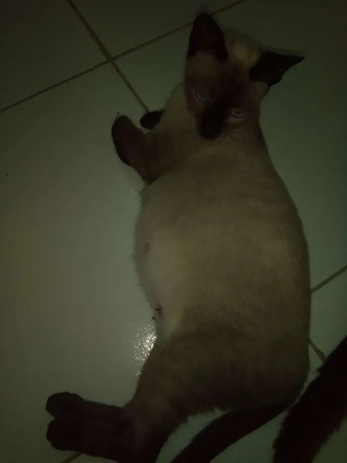 Gato ra a Siamês idade Abaixo de 2 meses nome Filhotes