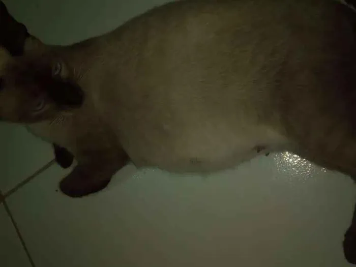Gato ra a Siamês idade Abaixo de 2 meses nome Filhotes