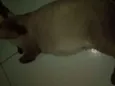 Filhotes
