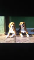Marley babaloo