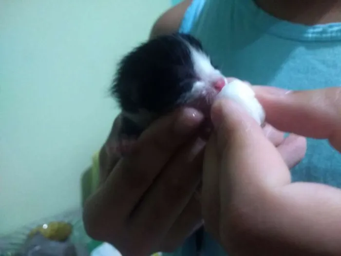 Gato raça Srd idade Abaixo de 2 meses nome Luz