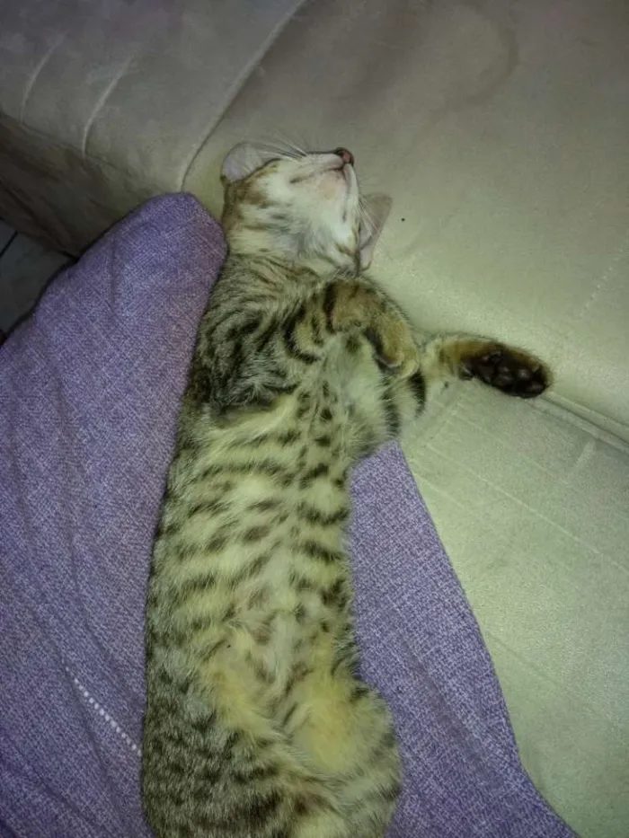 Gato ra a Não indentificada idade 2 a 6 meses nome Josefina