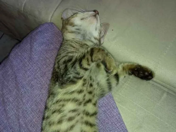 Gato ra a Não indentificada idade 2 a 6 meses nome Josefina