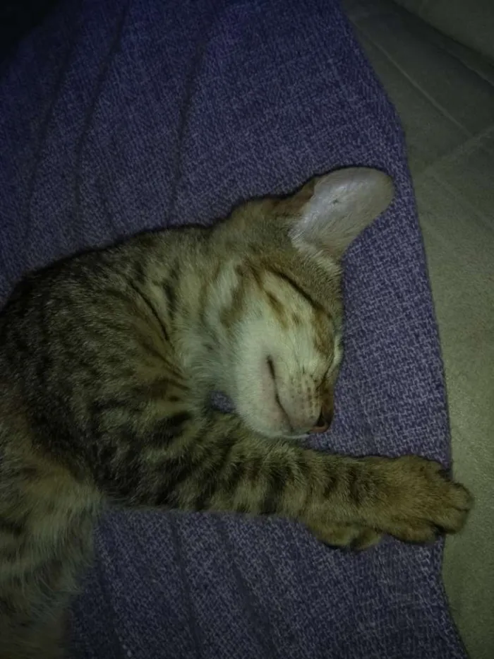 Gato ra a Não indentificada idade 2 a 6 meses nome Josefina