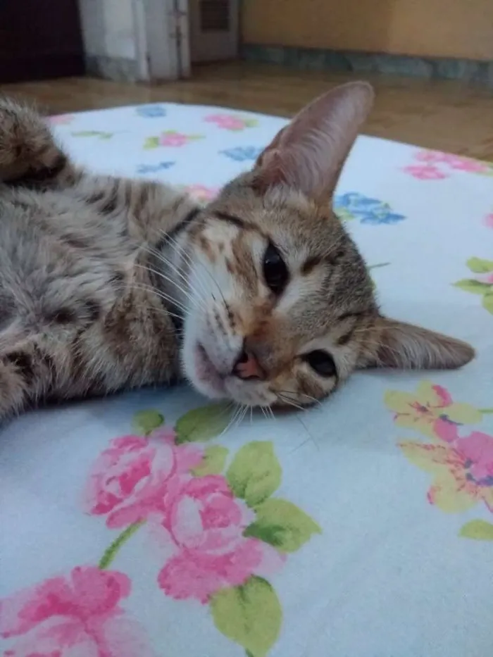 Gato ra a Não indentificada idade 2 a 6 meses nome Josefina